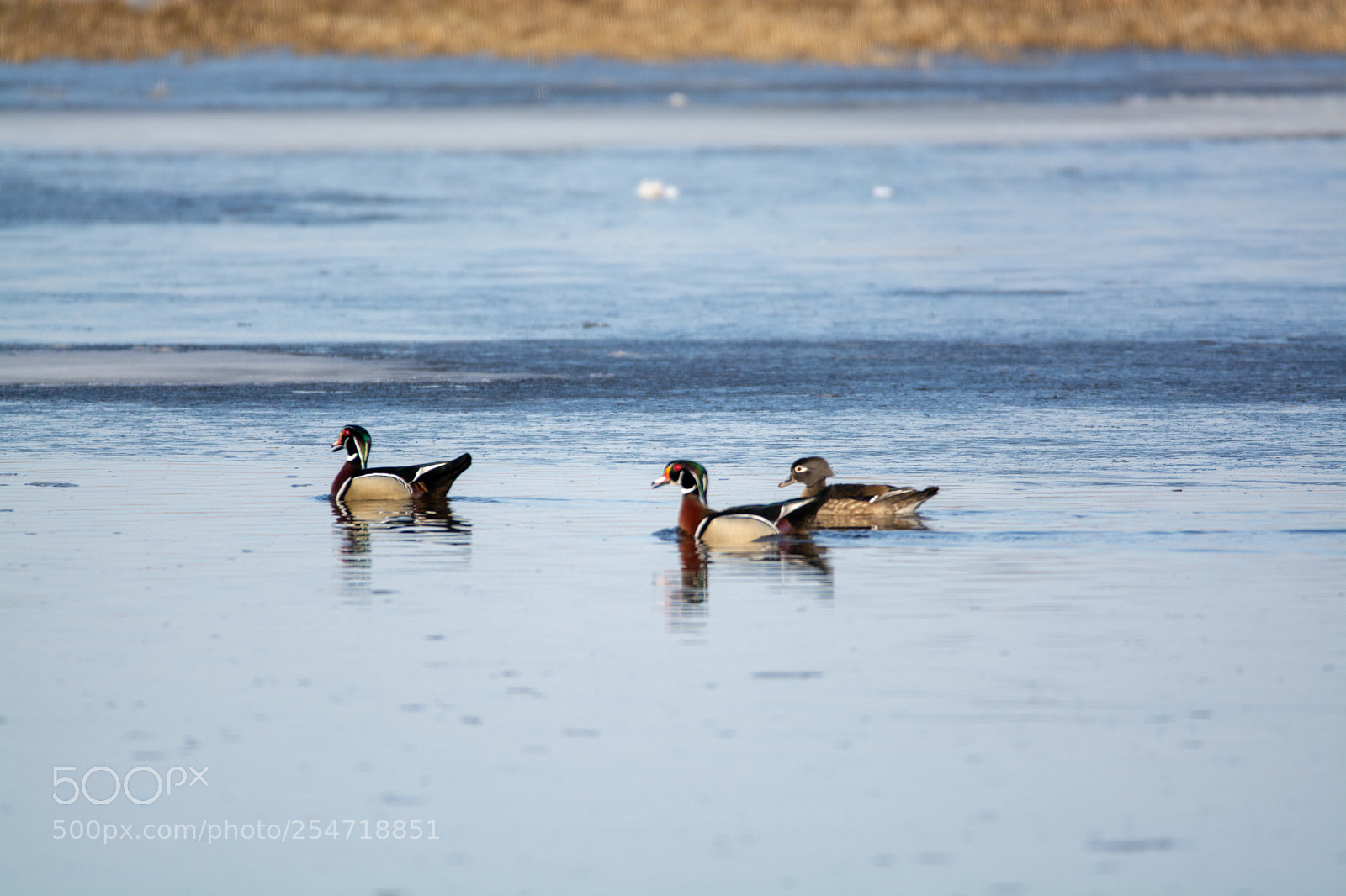 Nikon D7100 sample photo. Wood ducks photography