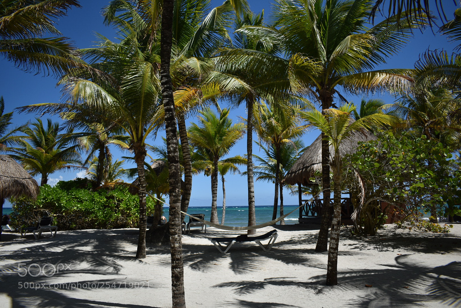 Nikon D5600 sample photo. Paradise photography