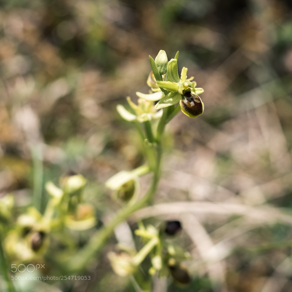 Nikon D5500 sample photo. Ophrys araneola photography