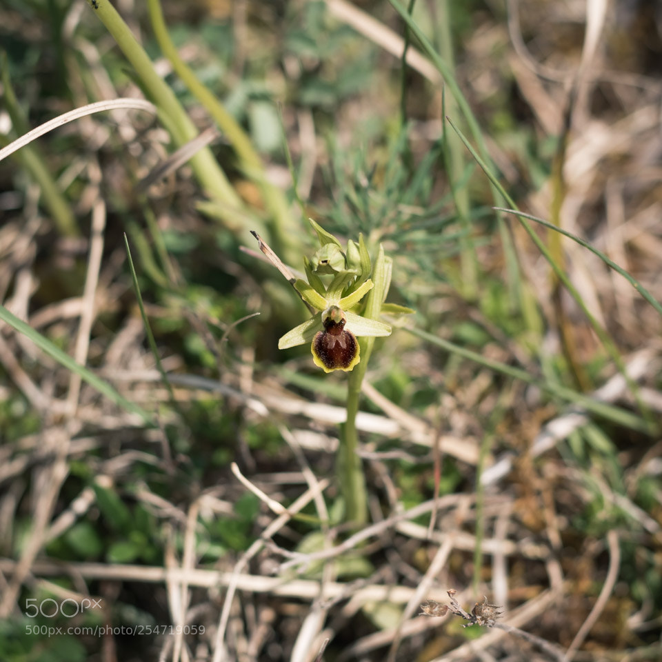 Nikon D5500 sample photo. Ophrys araneola photography