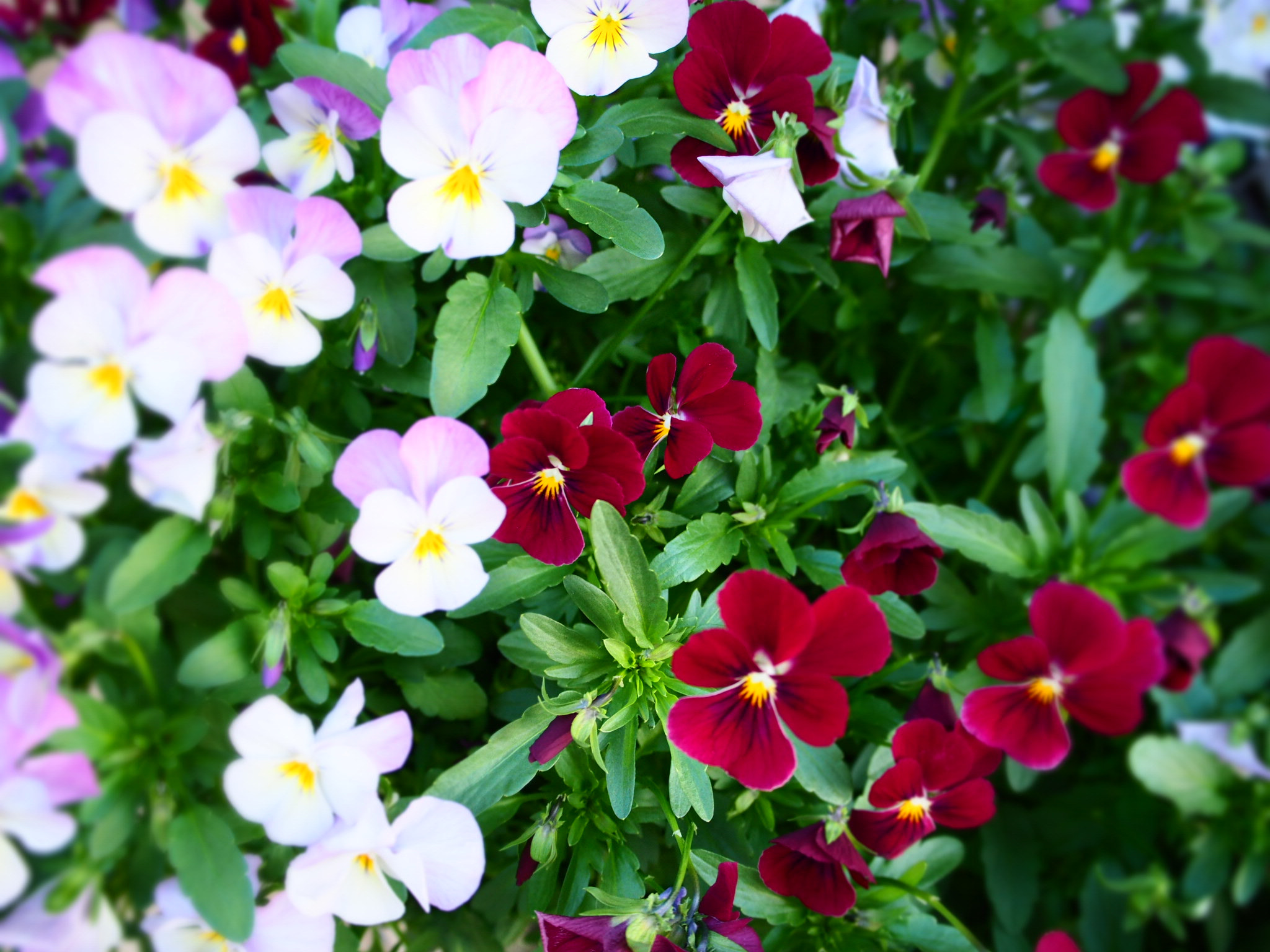 Olympus PEN E-PL8 sample photo