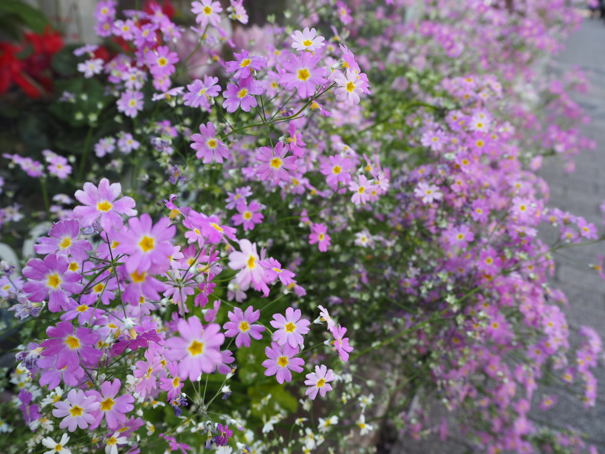 Olympus PEN E-PL8 sample photo