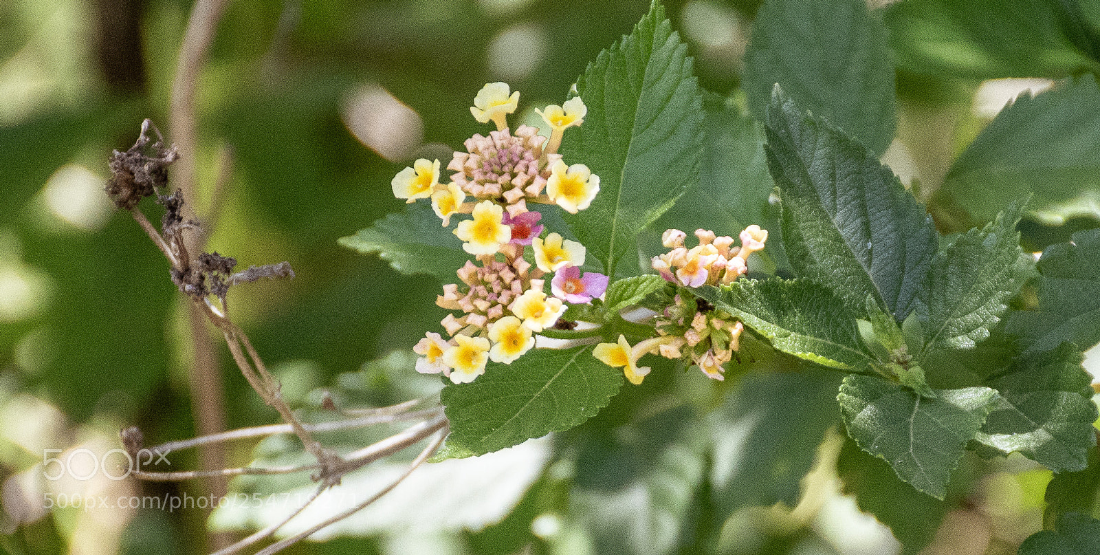 Nikon D5500 sample photo. Lantana photography
