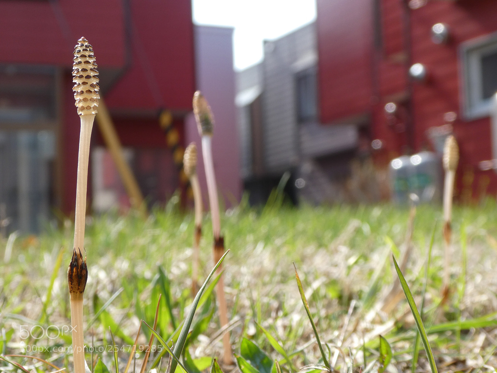 Panasonic Lumix DC-ZS70 (Lumix DC-TZ90) sample photo. Horsetails  photography