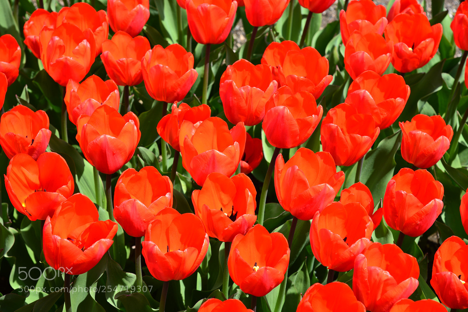 Nikon D600 sample photo. Tulips photography