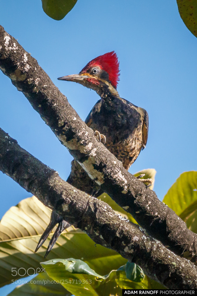 Canon EOS 70D sample photo. Lineated woodpecker alcazares manizales photography