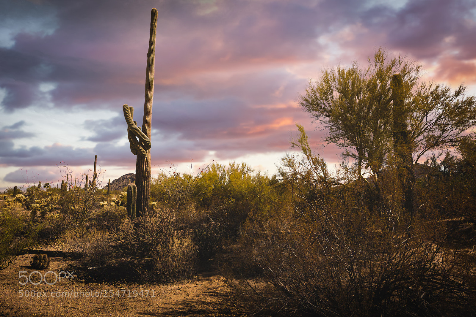 Nikon D810 sample photo. Curling saguaro photography