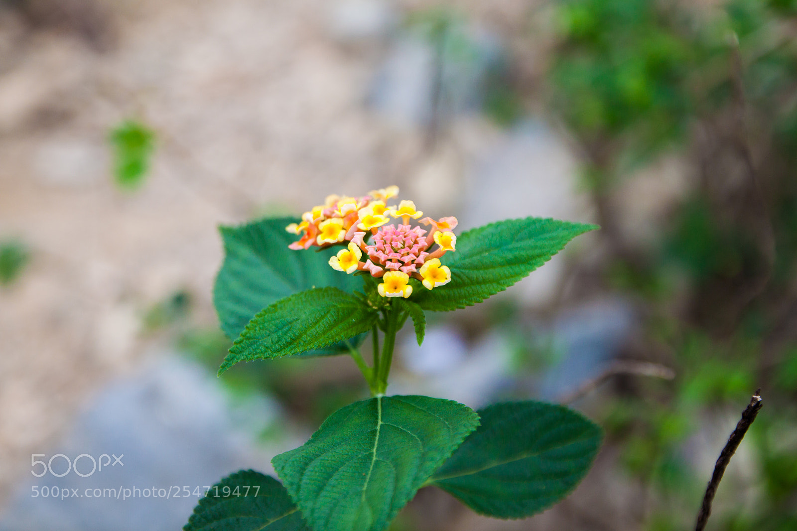 Canon EOS 500D (EOS Rebel T1i / EOS Kiss X3) sample photo. Lantana camara photography