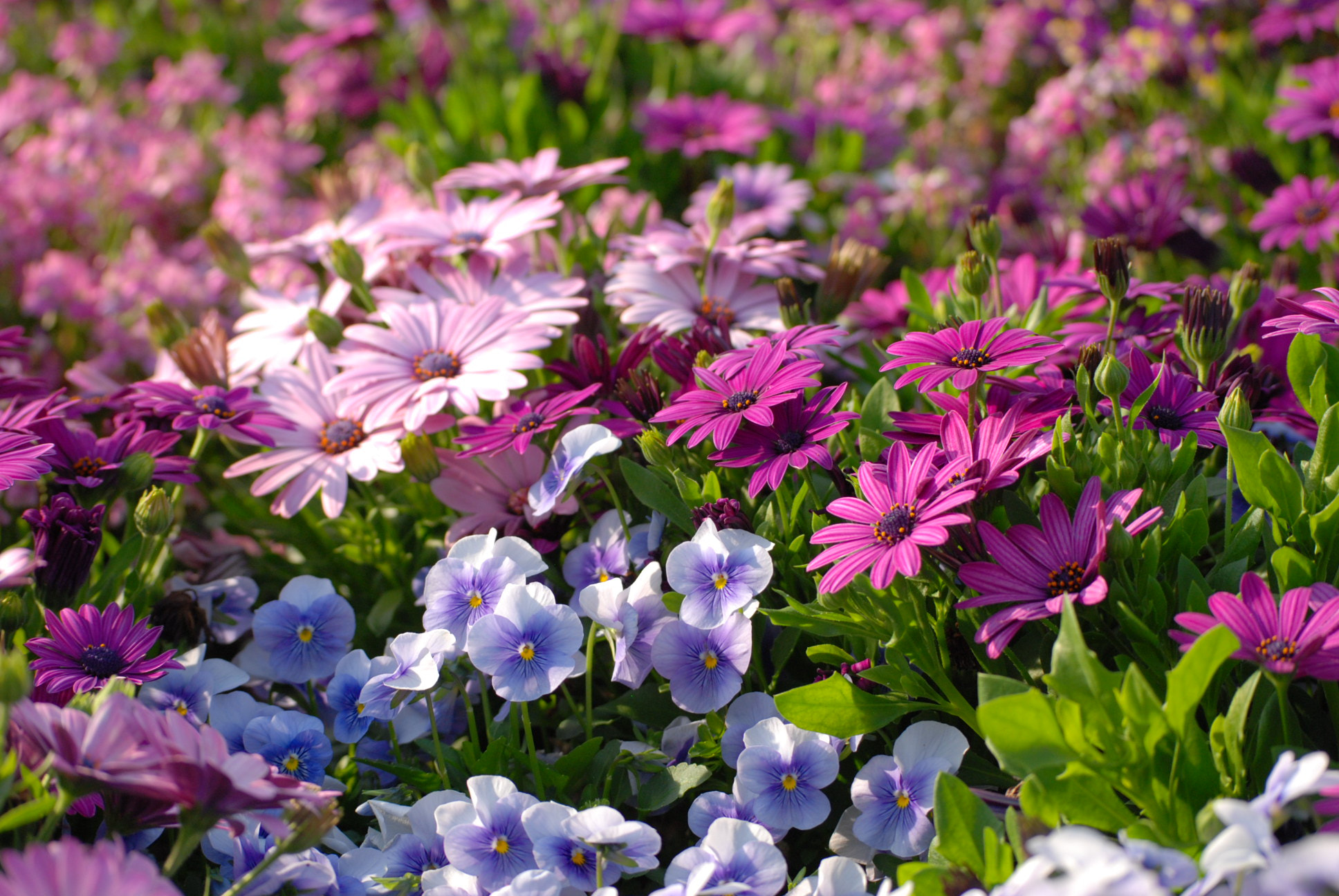 Nikon D40X sample photo. Image photography