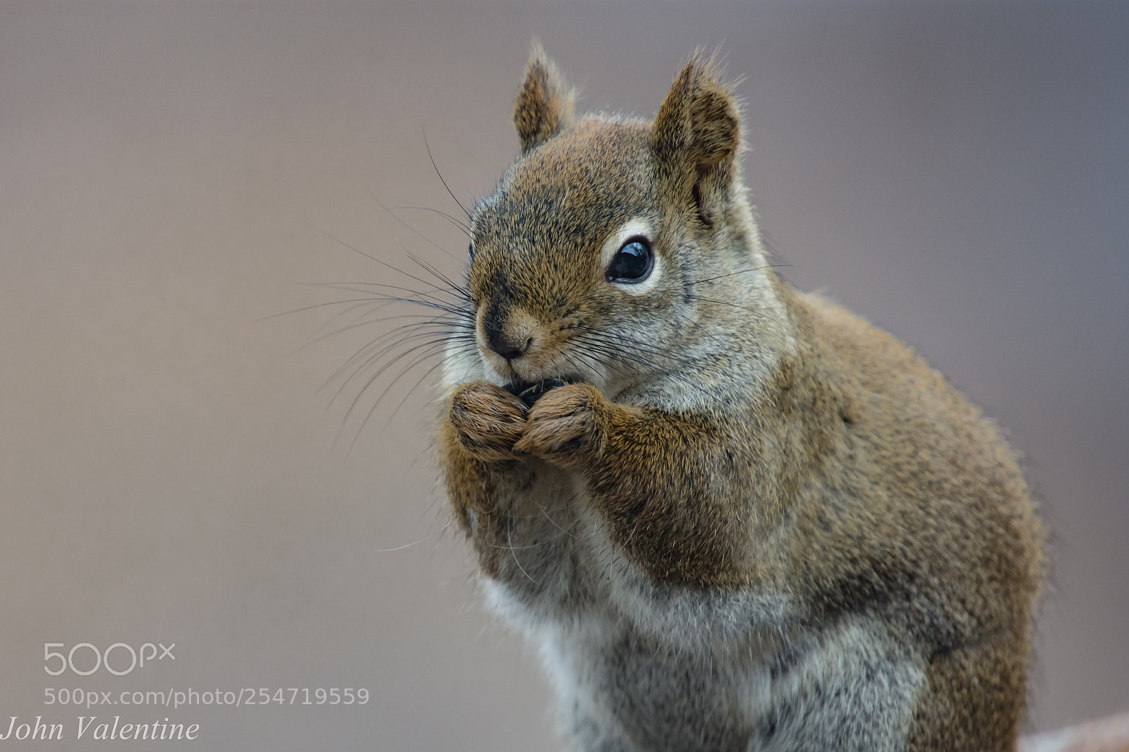 Nikon D7200 sample photo. Hungry squirrel photography