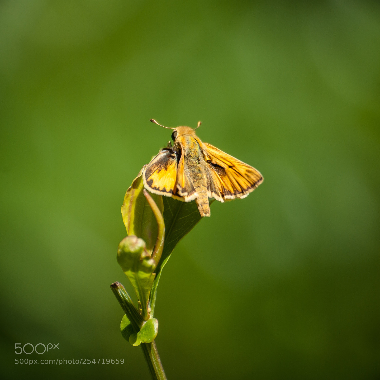 Pentax K10D sample photo. Large skipper photography