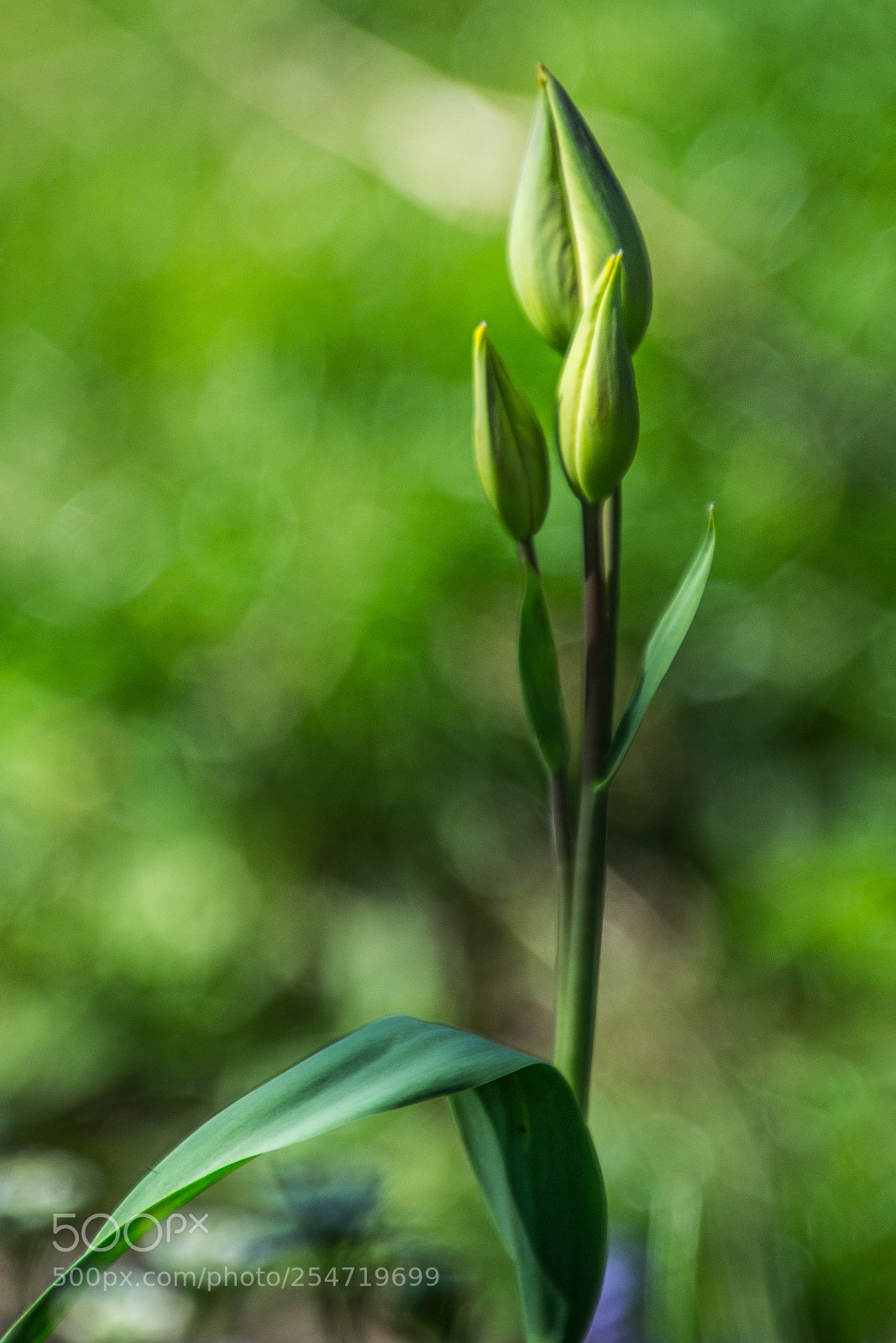 Nikon D7100 sample photo. Tulips 22.4.2018 photography