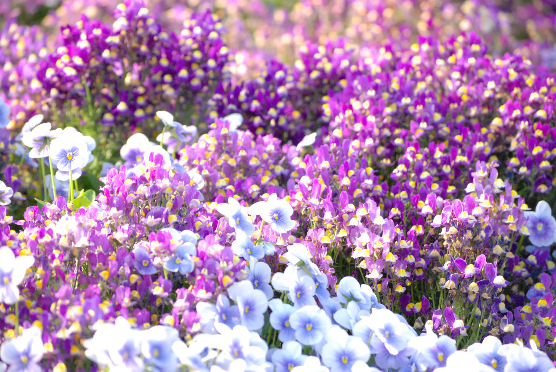 Nikon D40X sample photo. Image photography