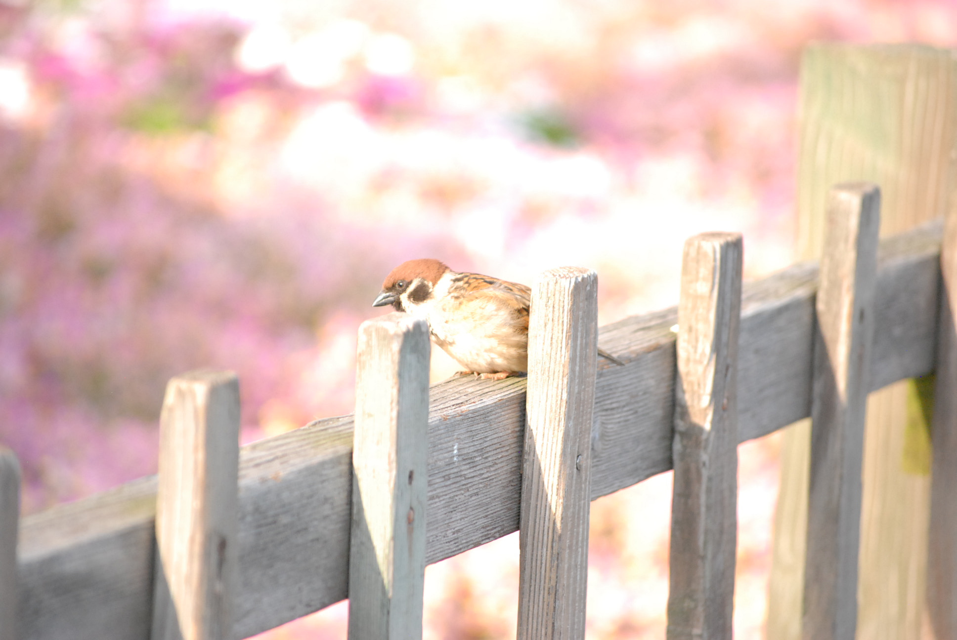 Nikon D40X sample photo. Image photography