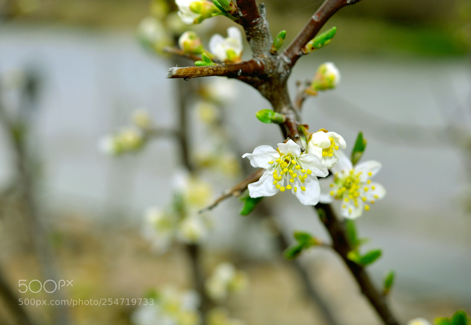 Nikon D5200 sample photo. Spring photography