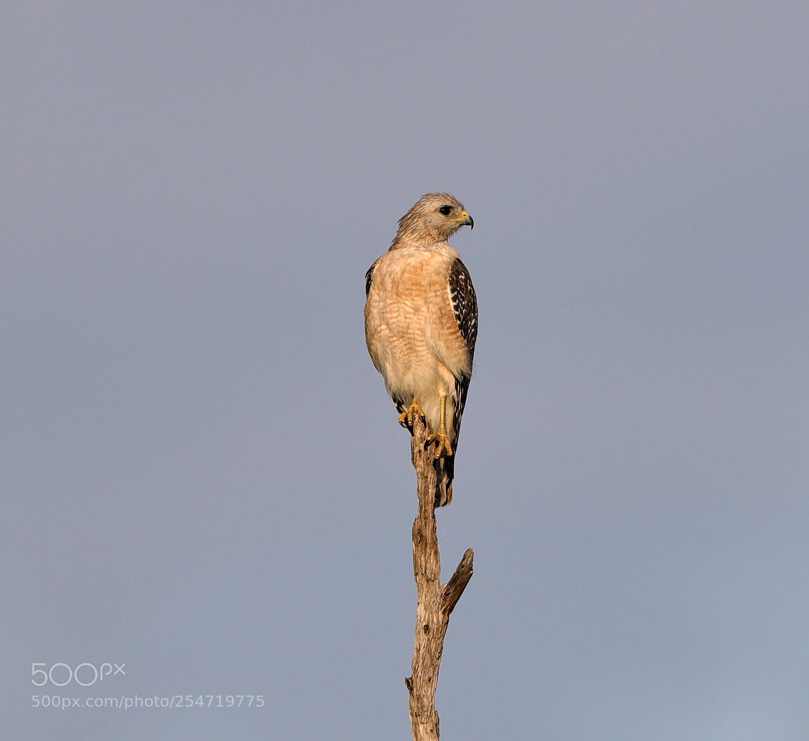 Canon EOS-1D X Mark II sample photo. 04-22-18-0014208.jpg photography