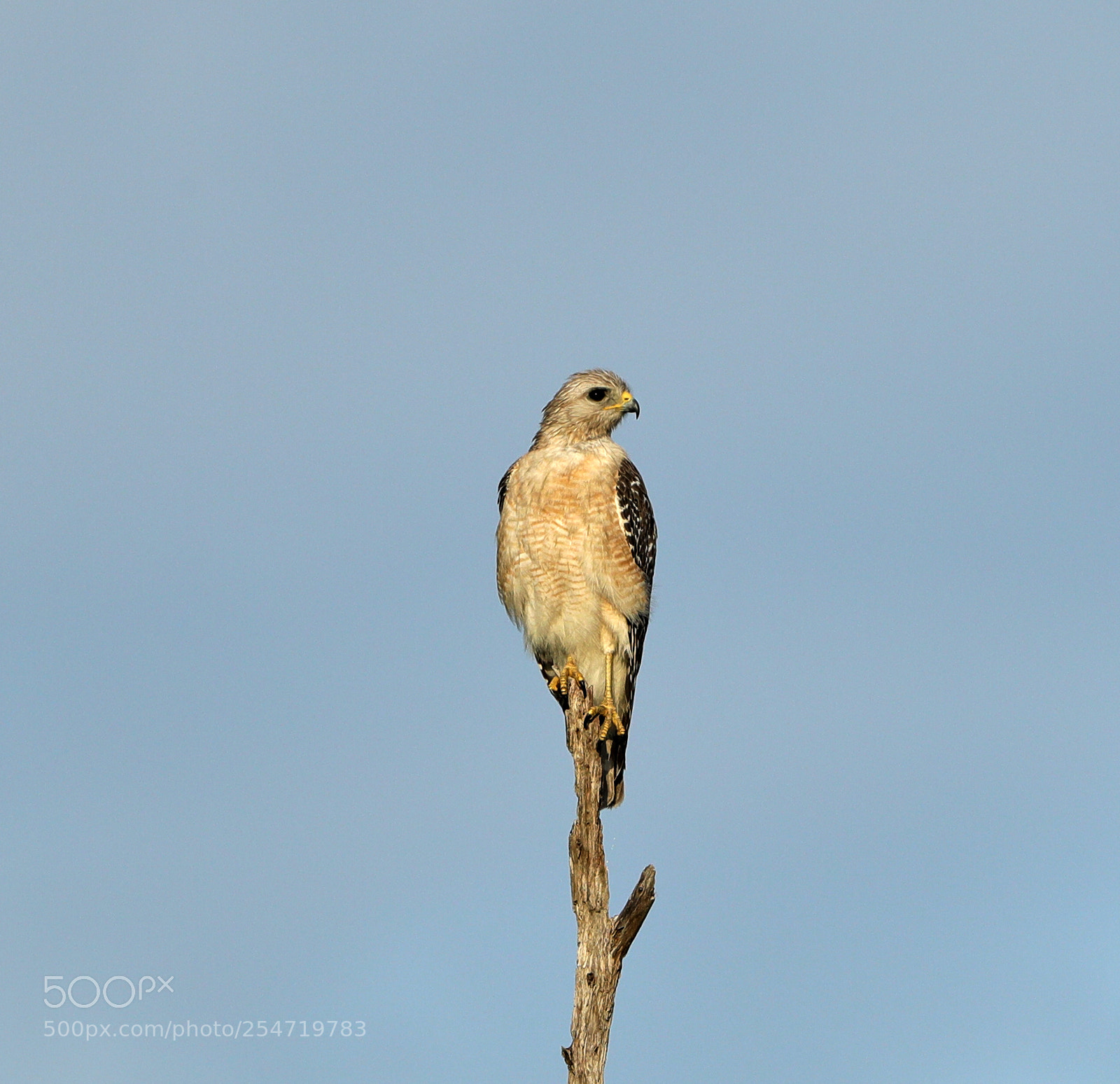 Canon EOS-1D X Mark II sample photo. 04-22-18-0014206.jpg photography