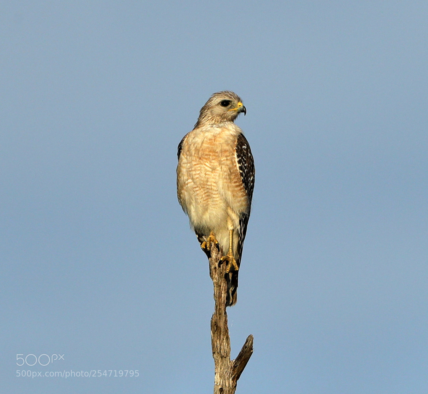 Canon EOS-1D X Mark II sample photo. 04-22-18-0014205.jpg photography