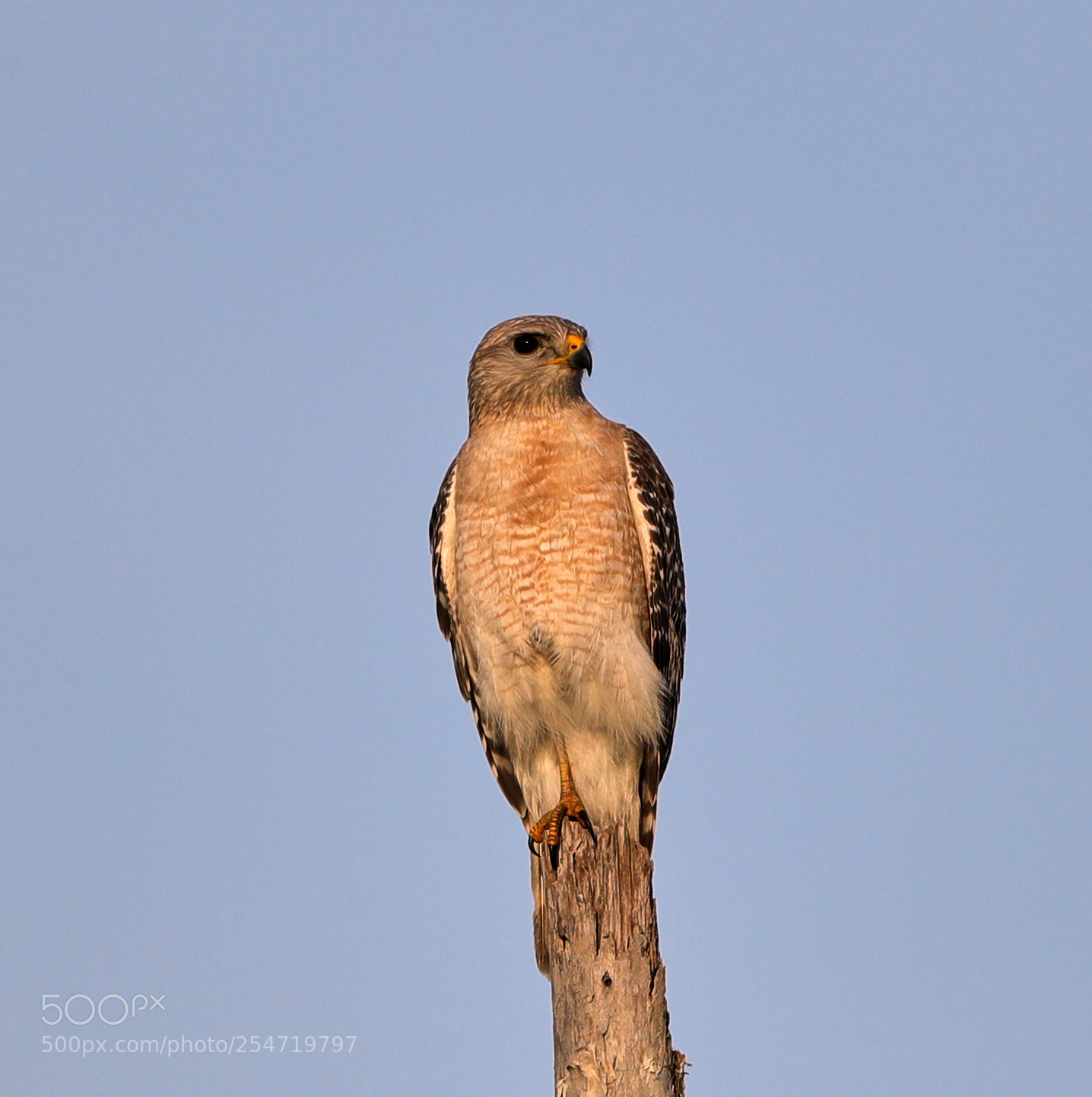 Canon EOS-1D X Mark II sample photo. 04-22-18-0014204.jpg photography