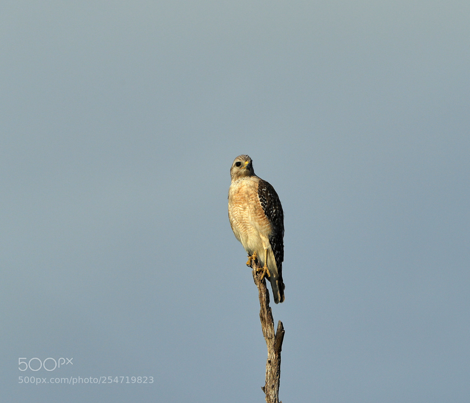 Canon EOS-1D X Mark II sample photo. 04-22-18-0014201.jpg photography