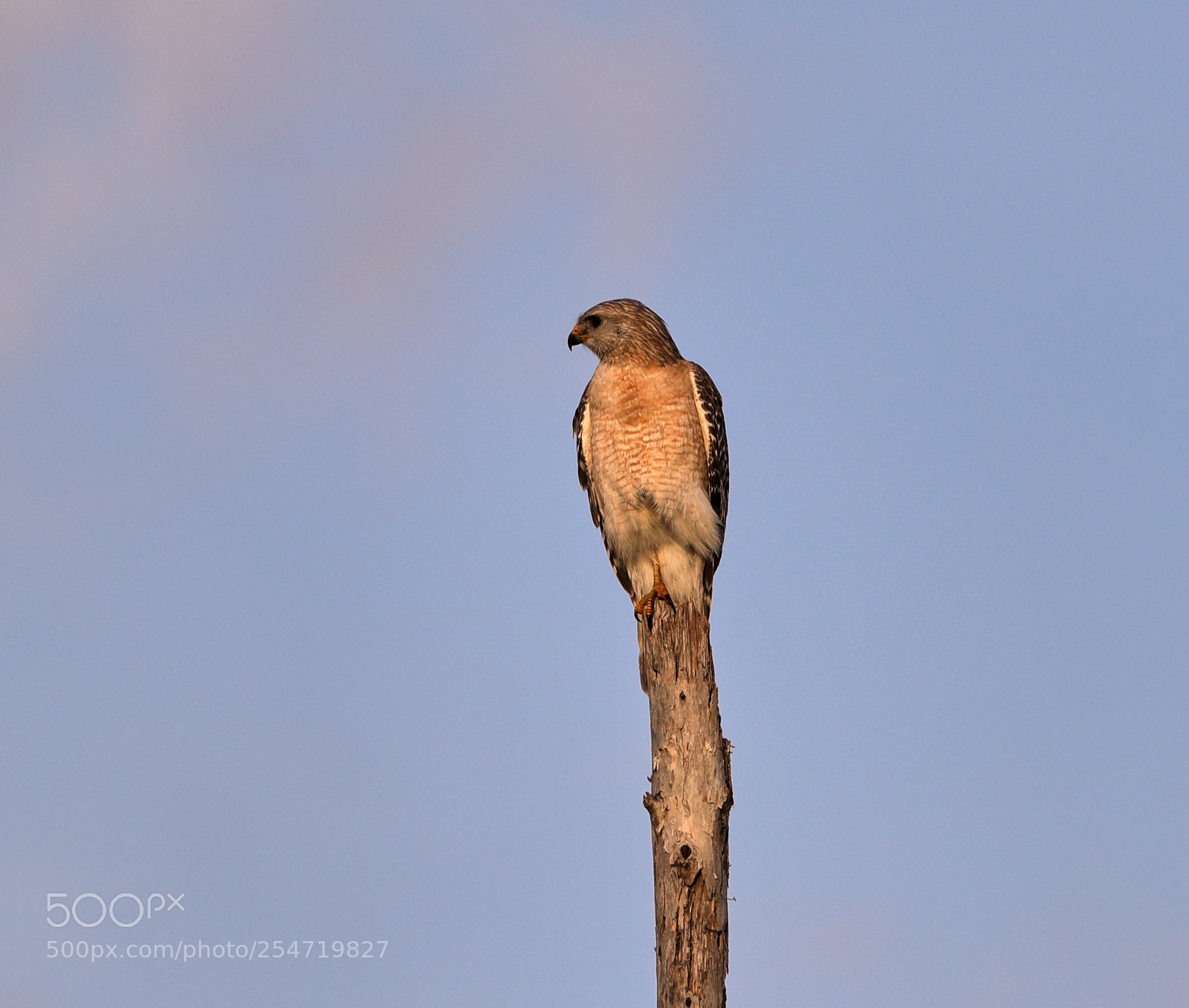 Canon EOS-1D X Mark II sample photo. 04-22-18-0014199.jpg photography