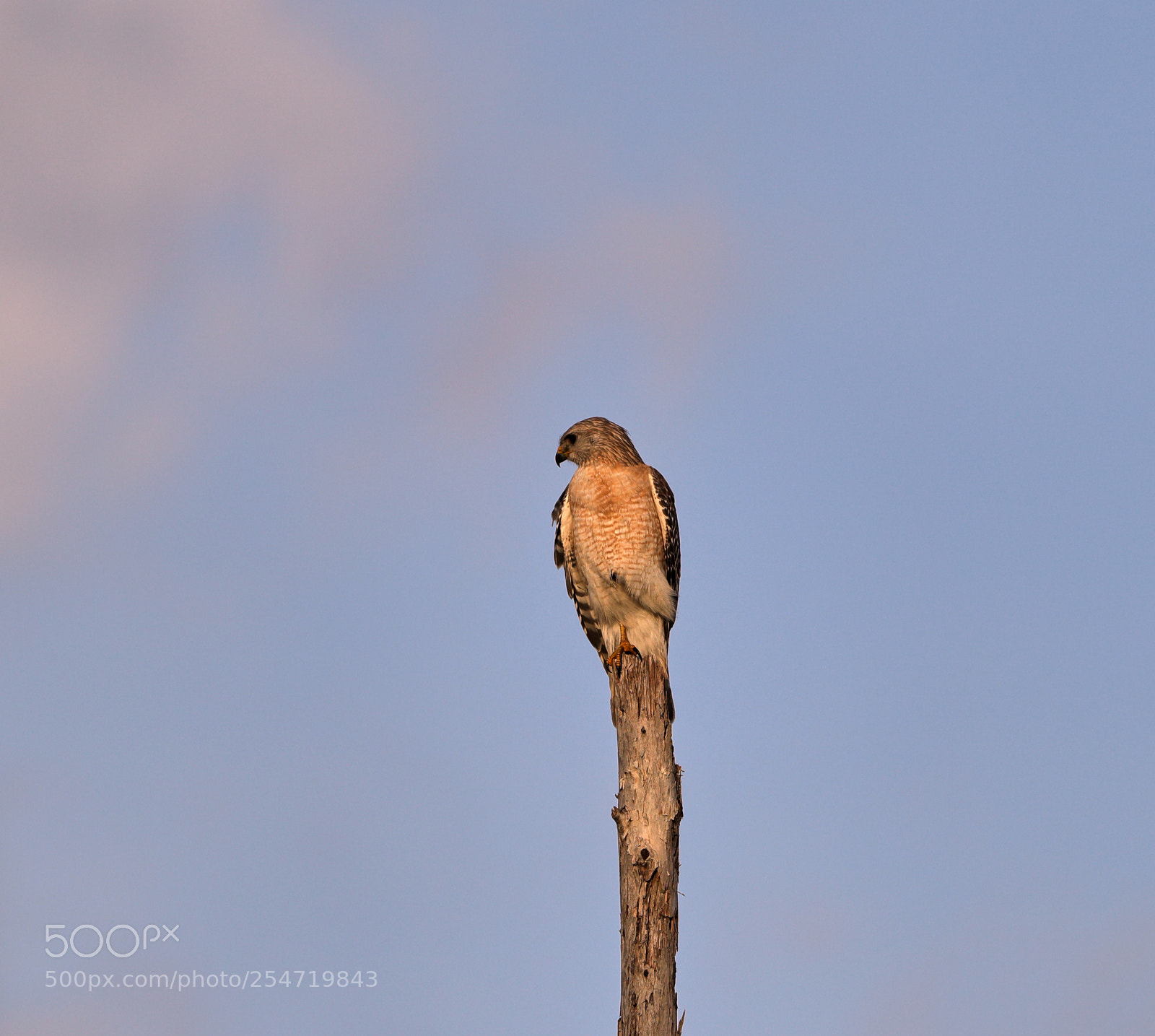 Canon EOS-1D X Mark II sample photo. 04-22-18-0014197.jpg photography