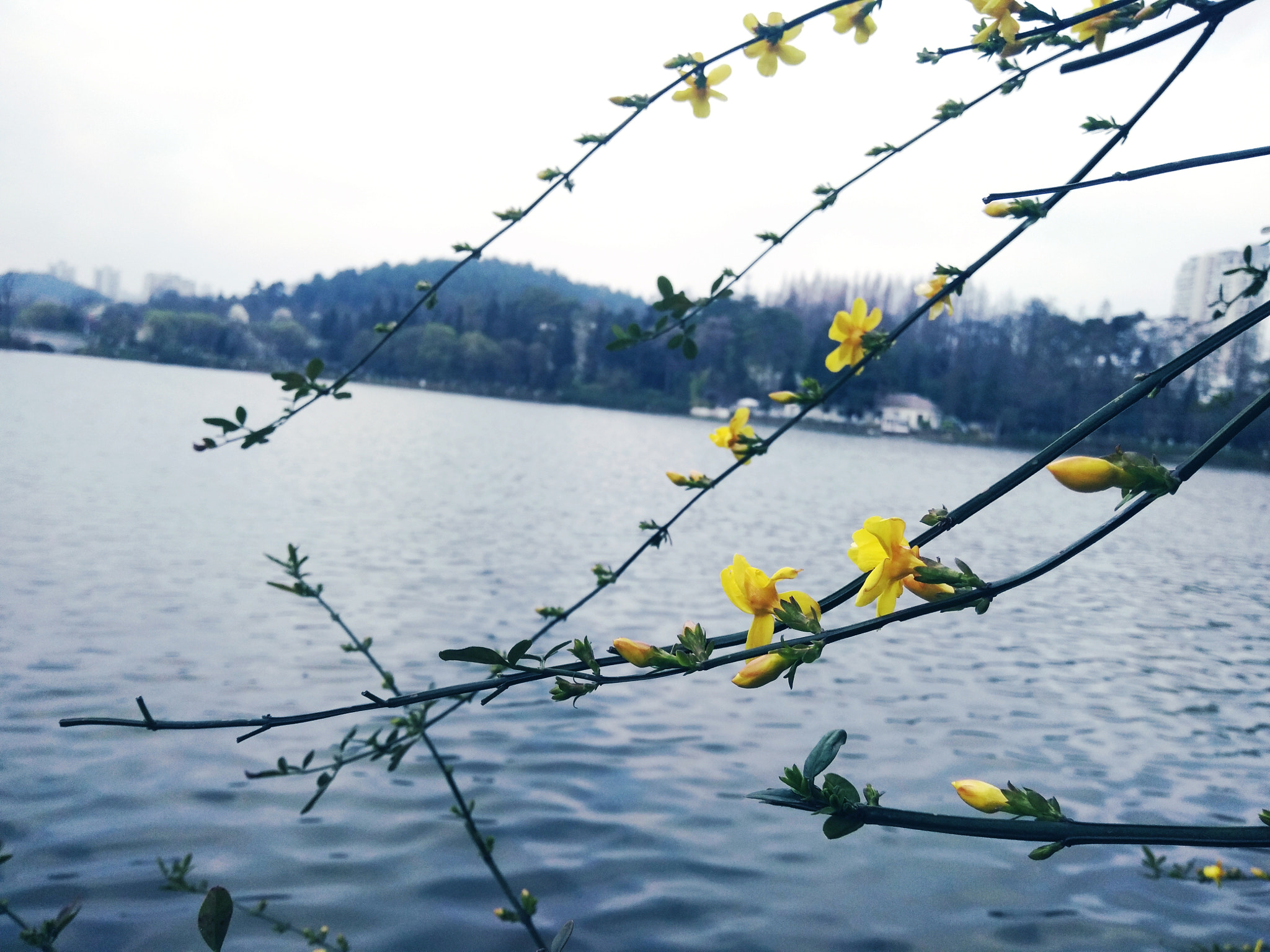 vivo X6S A sample photo. 迎春 photography