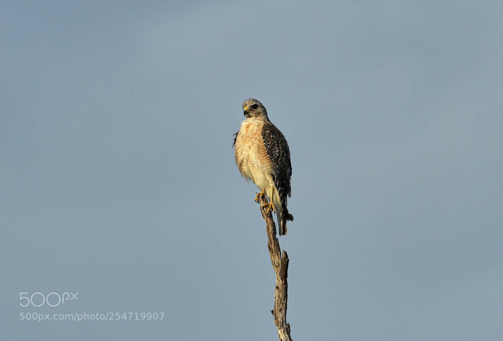 Canon EOS-1D X Mark II sample photo. 04-22-18-0014195.jpg photography