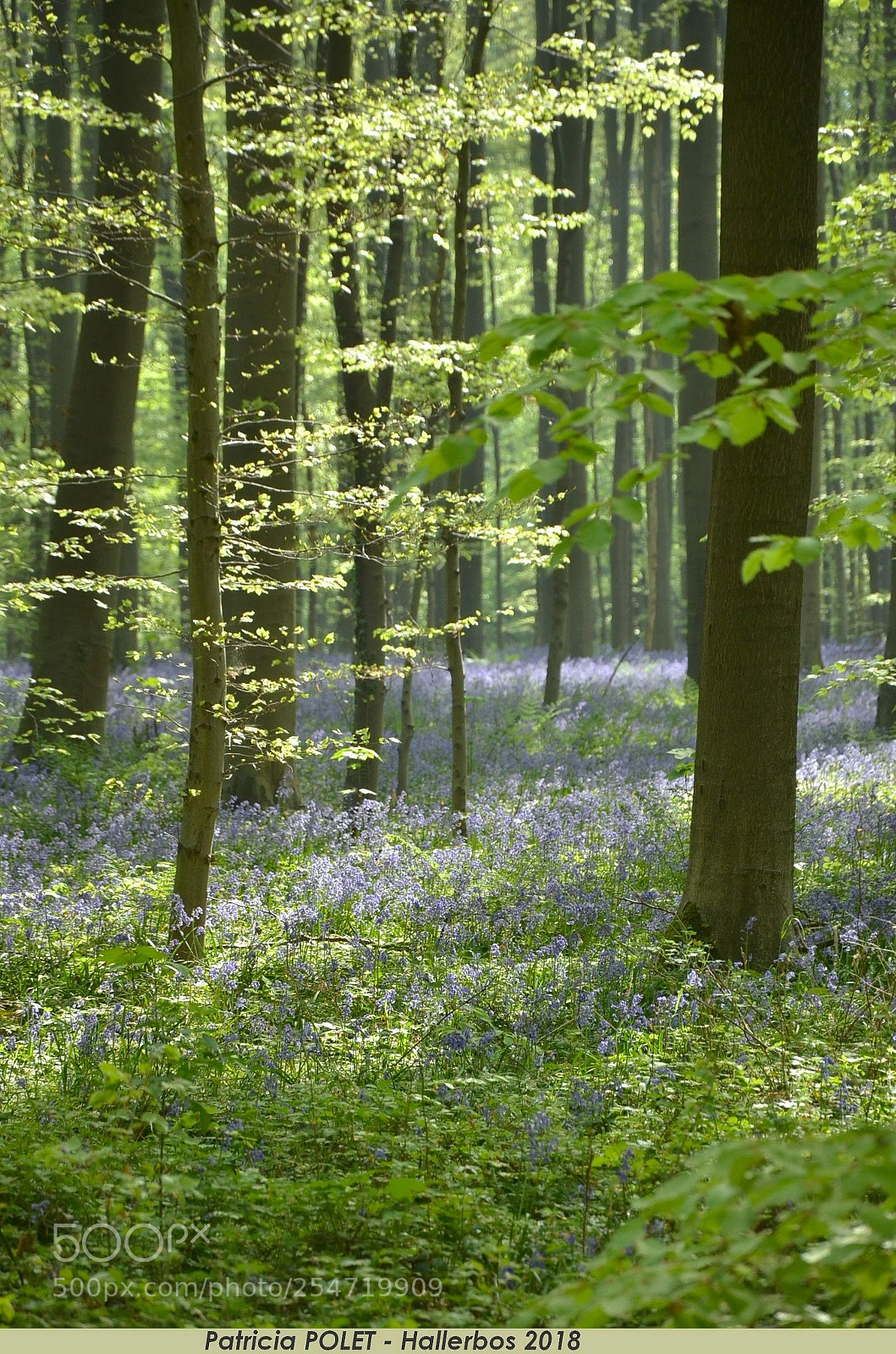 Nikon D7000 sample photo. Hallerbos photography