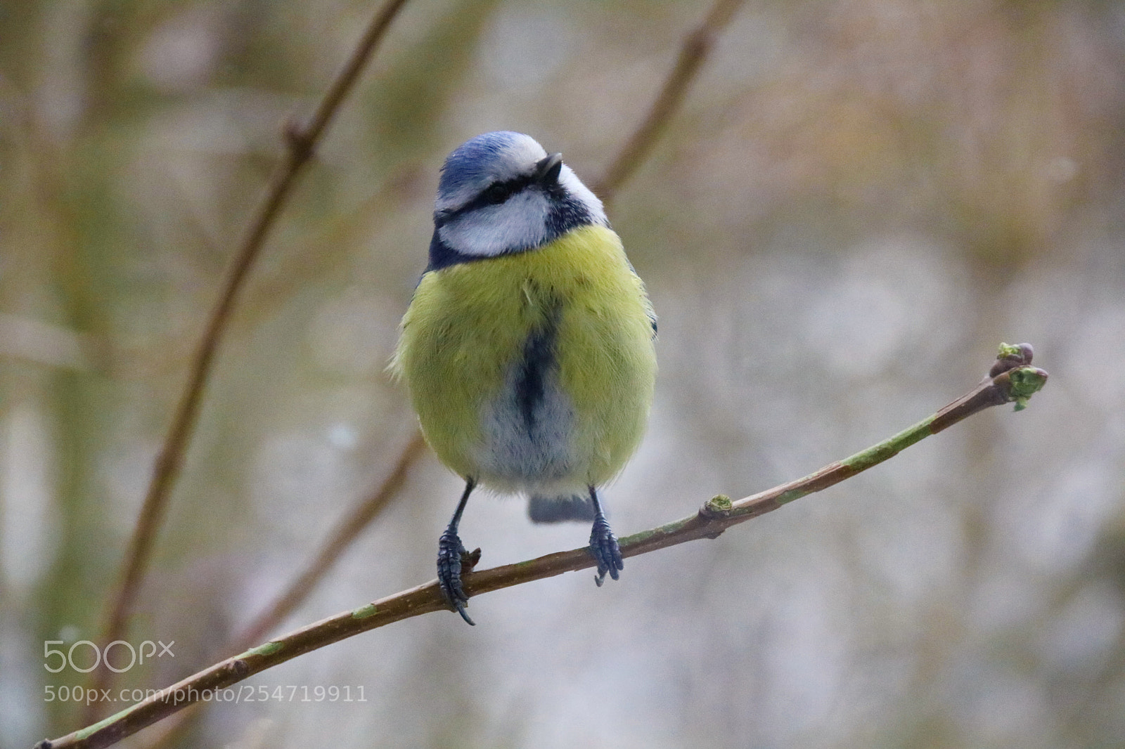 Canon EOS 750D (EOS Rebel T6i / EOS Kiss X8i) sample photo. Blaumeise photography