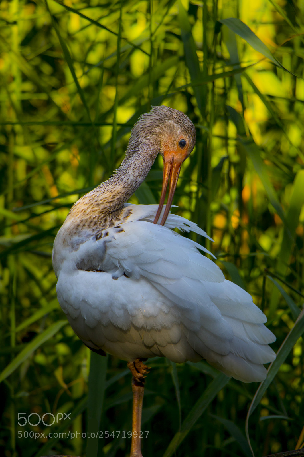 Canon EOS 750D (EOS Rebel T6i / EOS Kiss X8i) sample photo. Bird photography