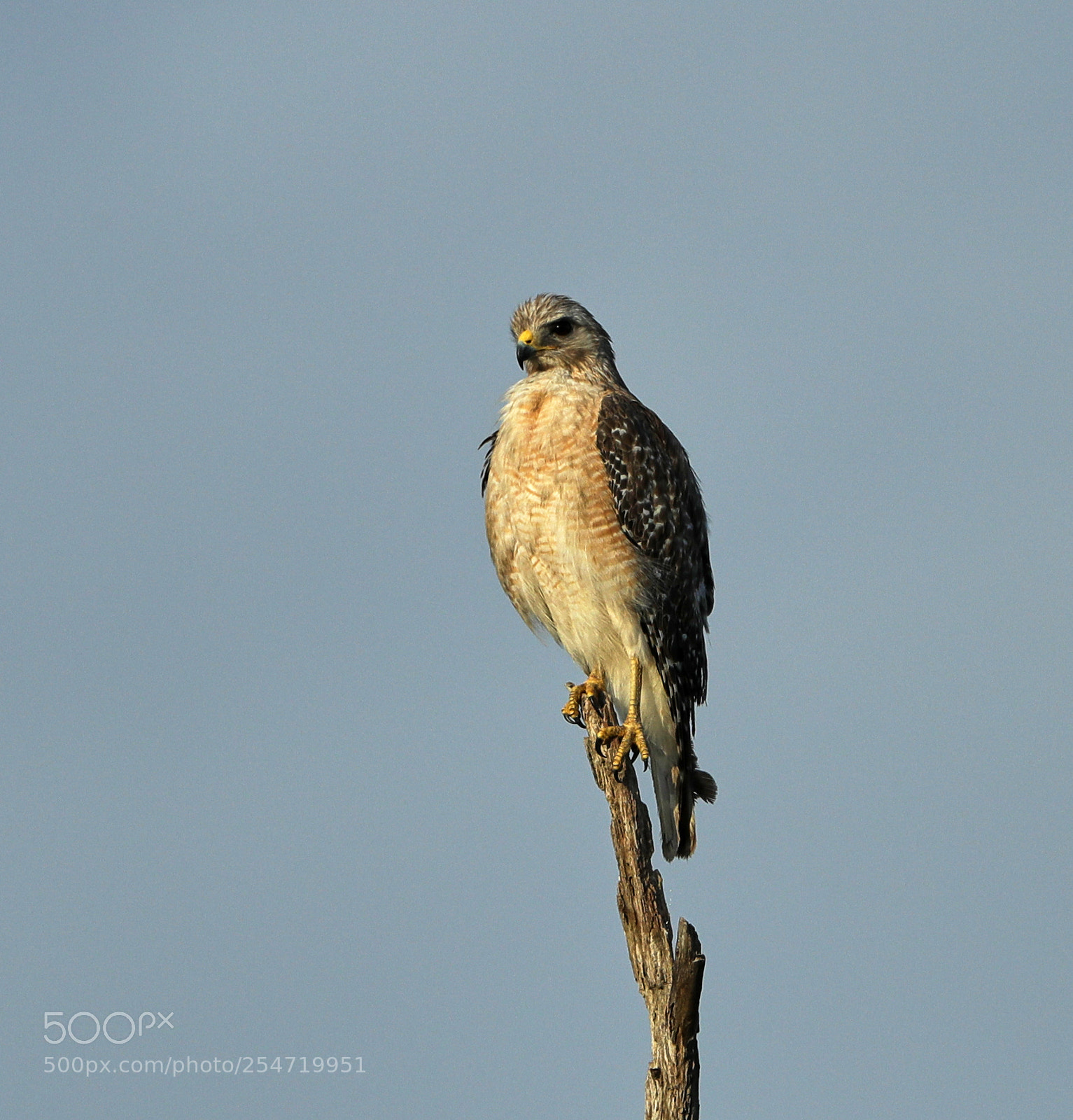 Canon EOS-1D X Mark II sample photo. 04-22-18-0014194.jpg photography