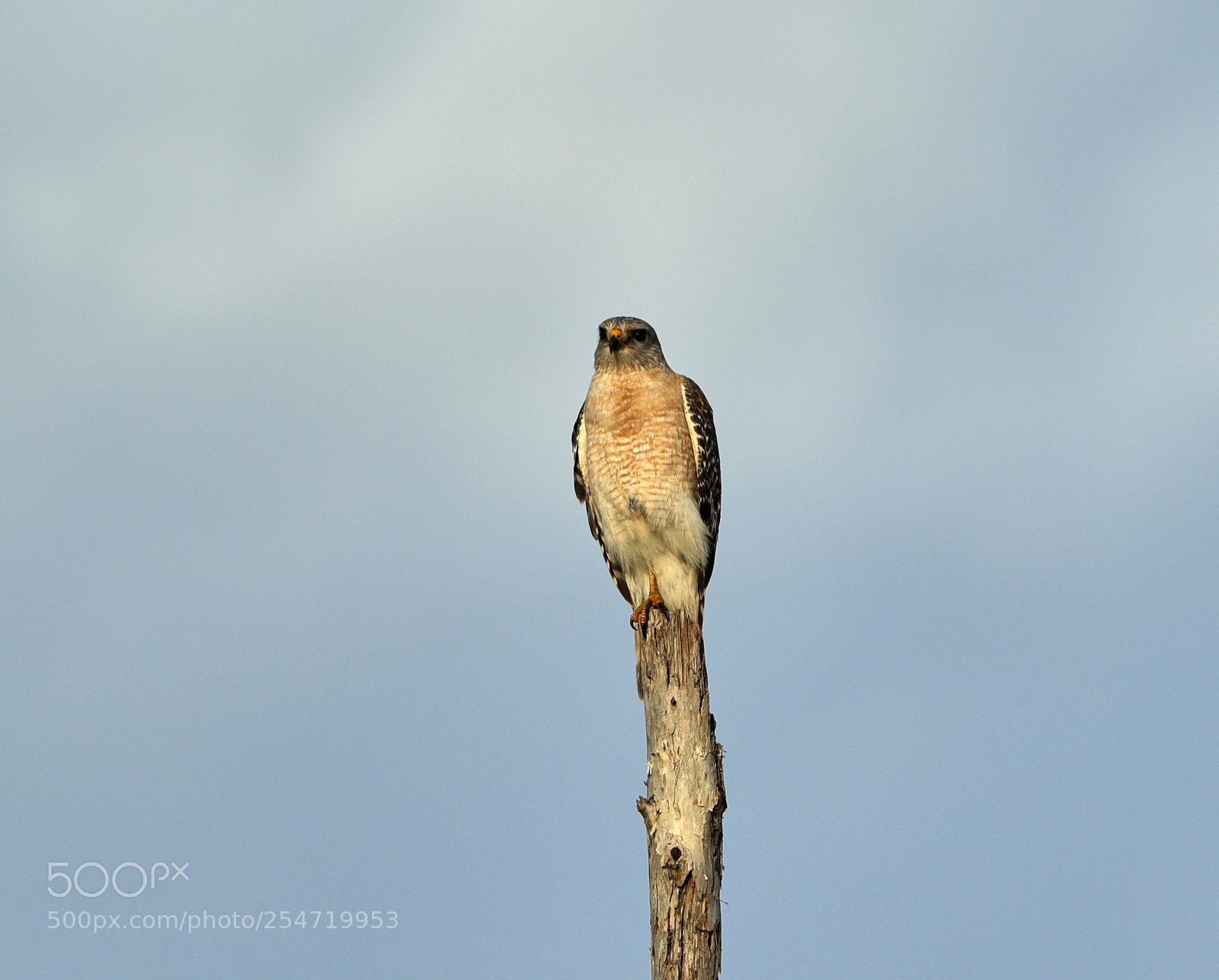 Canon EOS-1D X Mark II sample photo. 04-22-18-0014193.jpg photography