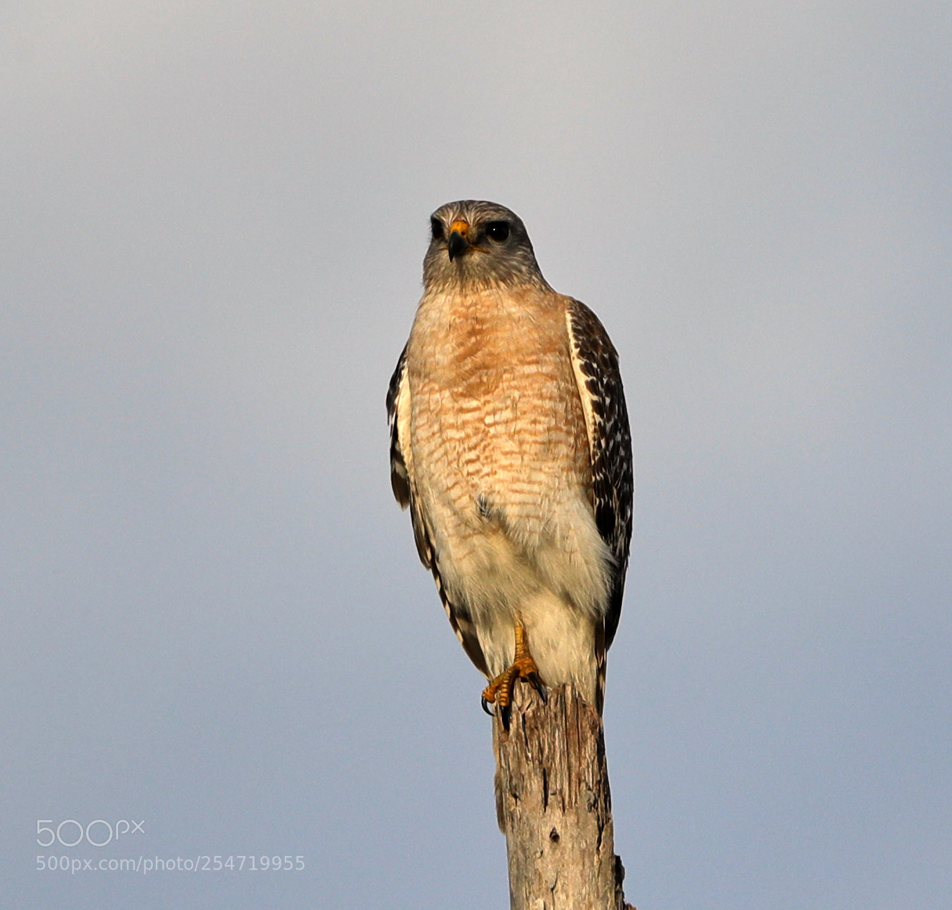 Canon EOS-1D X Mark II sample photo. 04-22-18-0014192.jpg photography