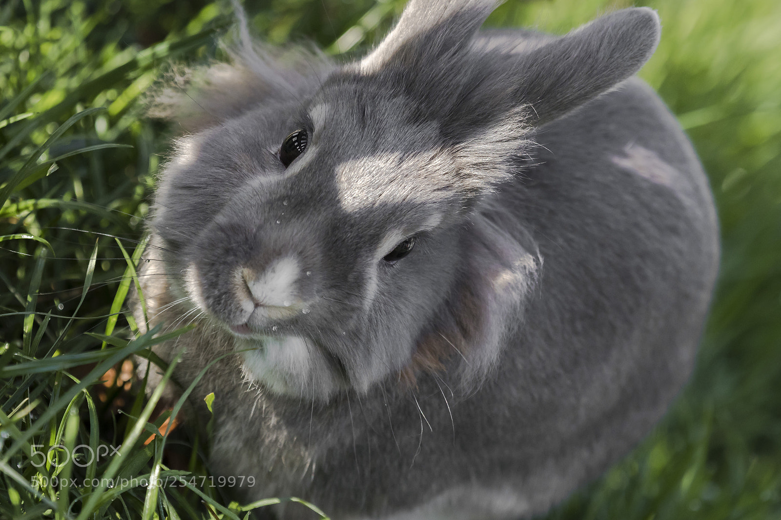 Canon EOS-1D X Mark II sample photo. Leon photography