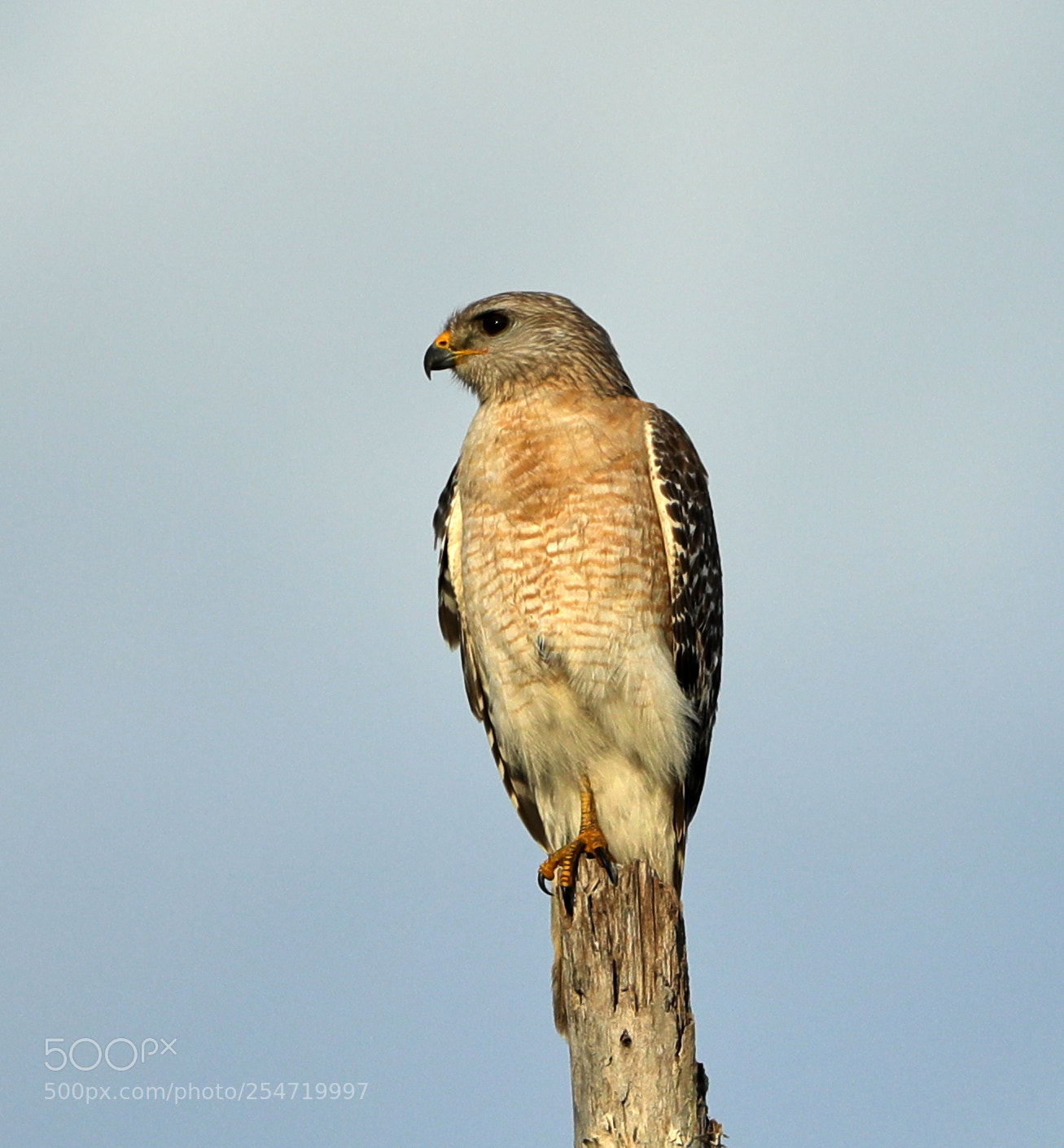Canon EOS-1D X Mark II sample photo. 04-22-18-0014191.jpg photography