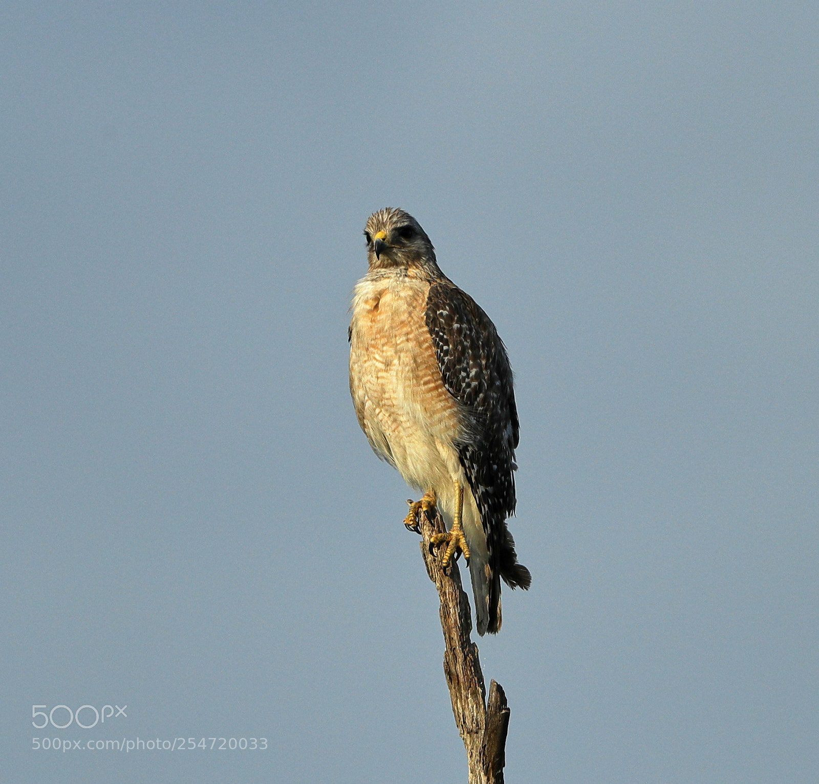 Canon EOS-1D X Mark II sample photo. 04-22-18-0014190.jpg photography