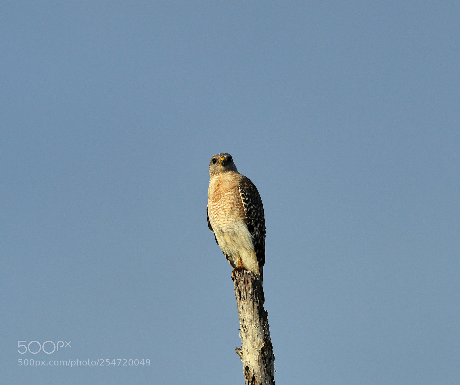 Canon EOS-1D X Mark II sample photo. 04-22-18-0014188.jpg photography