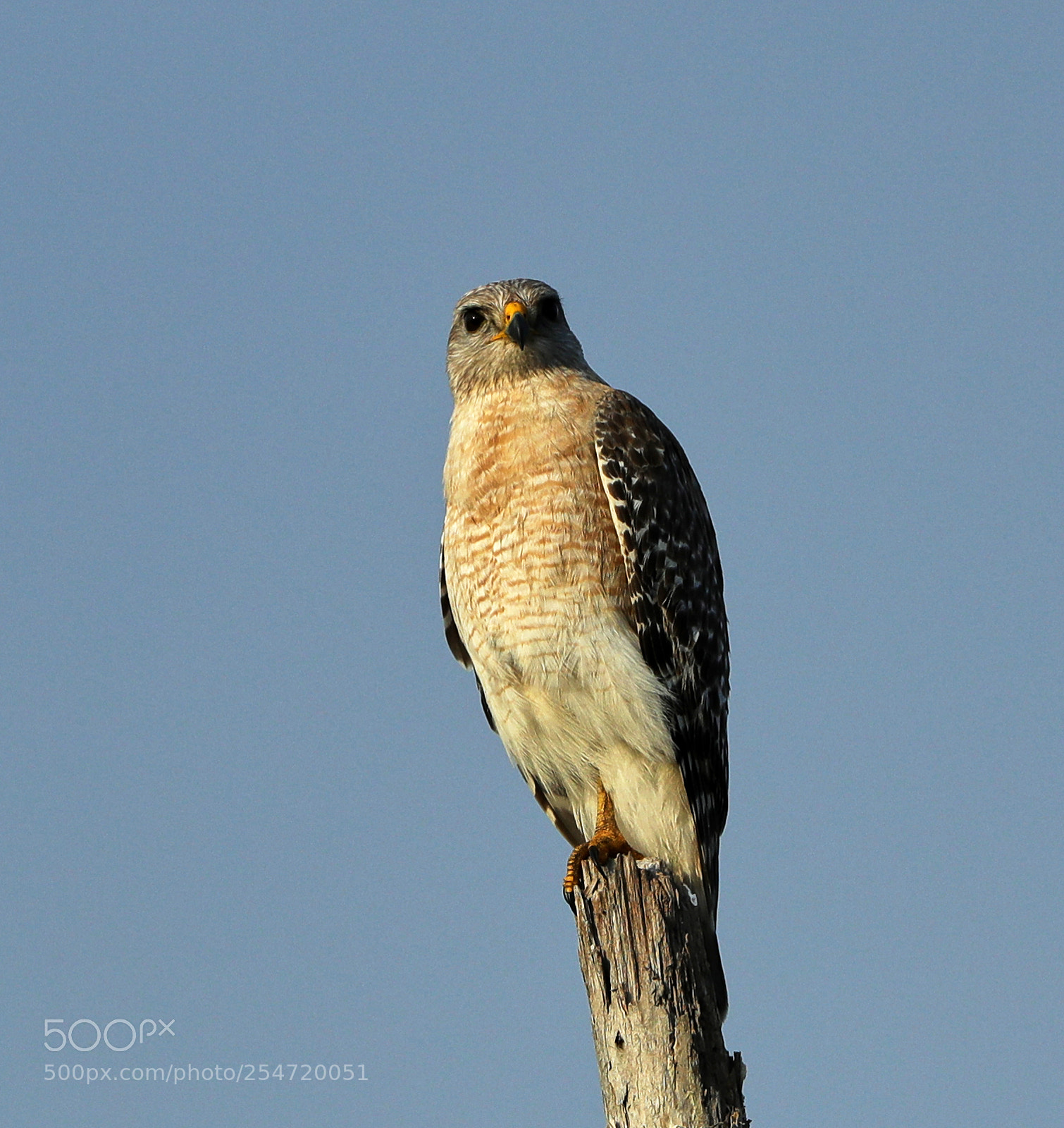 Canon EOS-1D X Mark II sample photo. 04-22-18-0014187.jpg photography