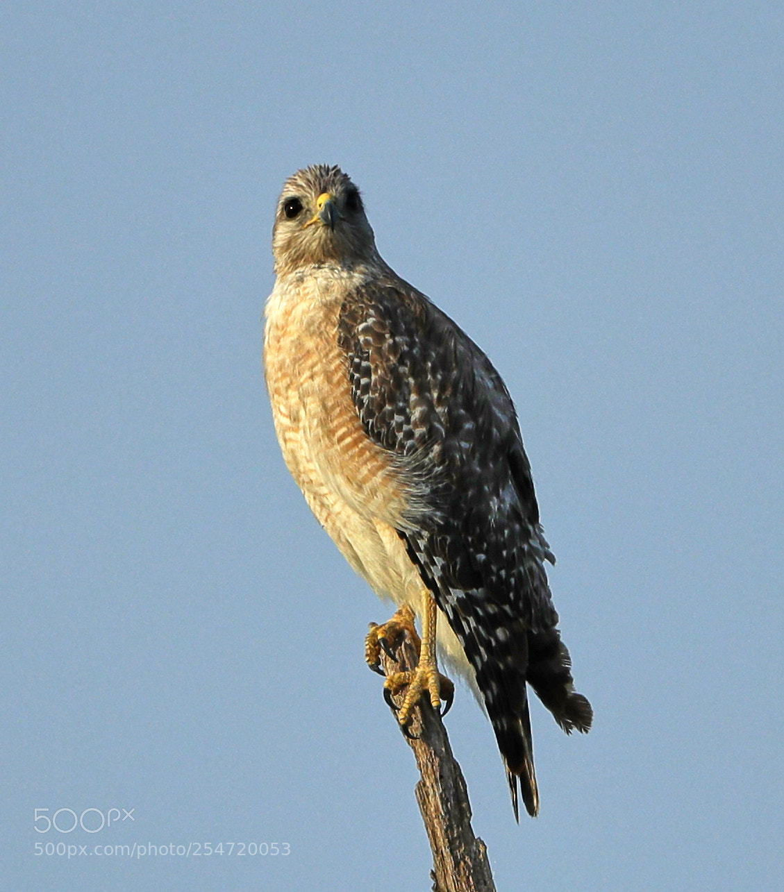 Canon EOS-1D X Mark II sample photo. 04-22-18-0014186.jpg photography