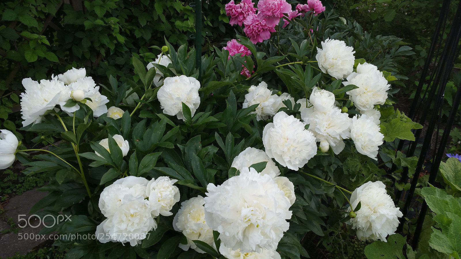 Samsung Galaxy Note4 sample photo. 20160611_182436.jpg photography