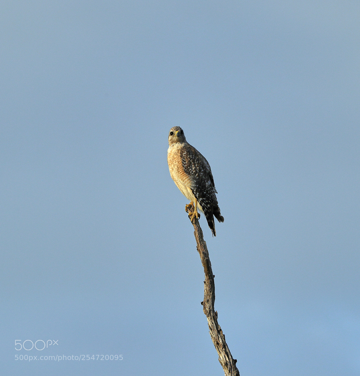 Canon EOS-1D X Mark II sample photo. 04-22-18-0014185.jpg photography
