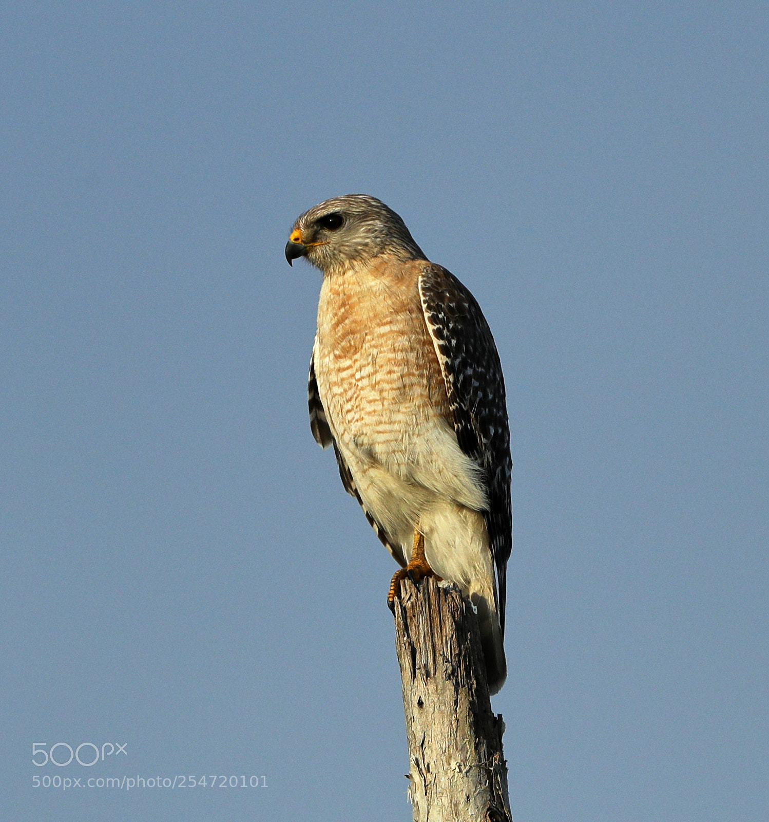 Canon EOS-1D X Mark II sample photo. 04-22-18-0014183.jpg photography