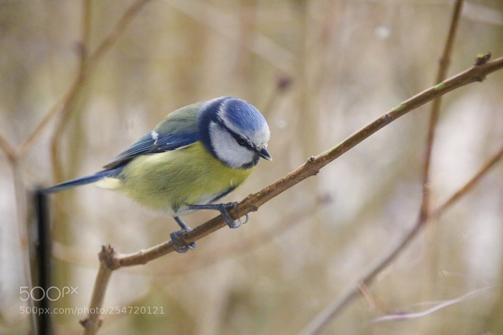 Canon EOS 750D (EOS Rebel T6i / EOS Kiss X8i) sample photo. Blaumeise photography