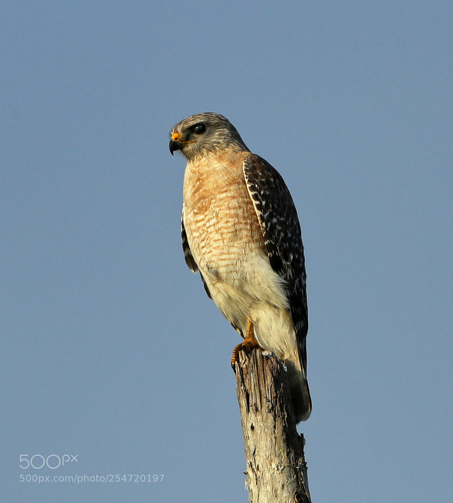 Canon EOS-1D X Mark II sample photo. 04-22-18-0014182.jpg photography