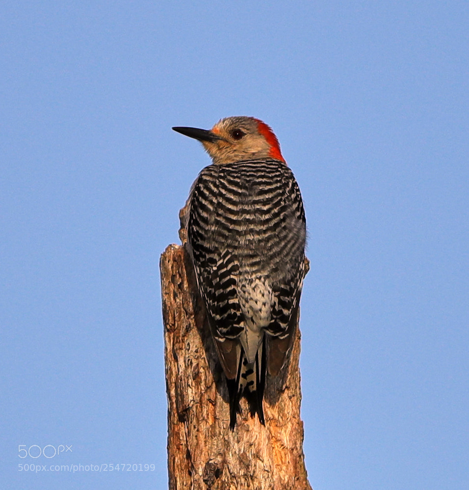 Canon EOS-1D X Mark II sample photo. 04-22-18-0014181.jpg photography