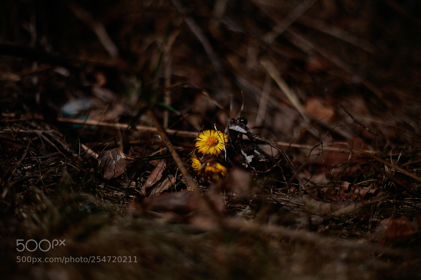 Canon EOS 5D sample photo. Summer growing up photography