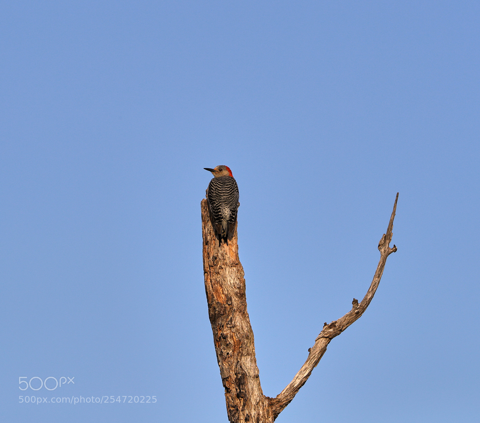 Canon EOS-1D X Mark II sample photo. 04-22-18-0014180.jpg photography