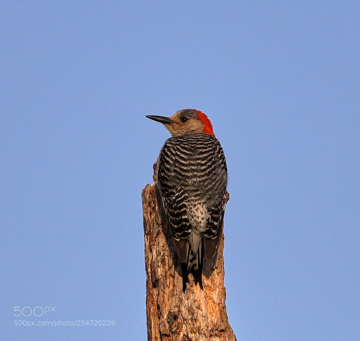 Canon EOS-1D X Mark II sample photo. 04-22-18-0014179.jpg photography