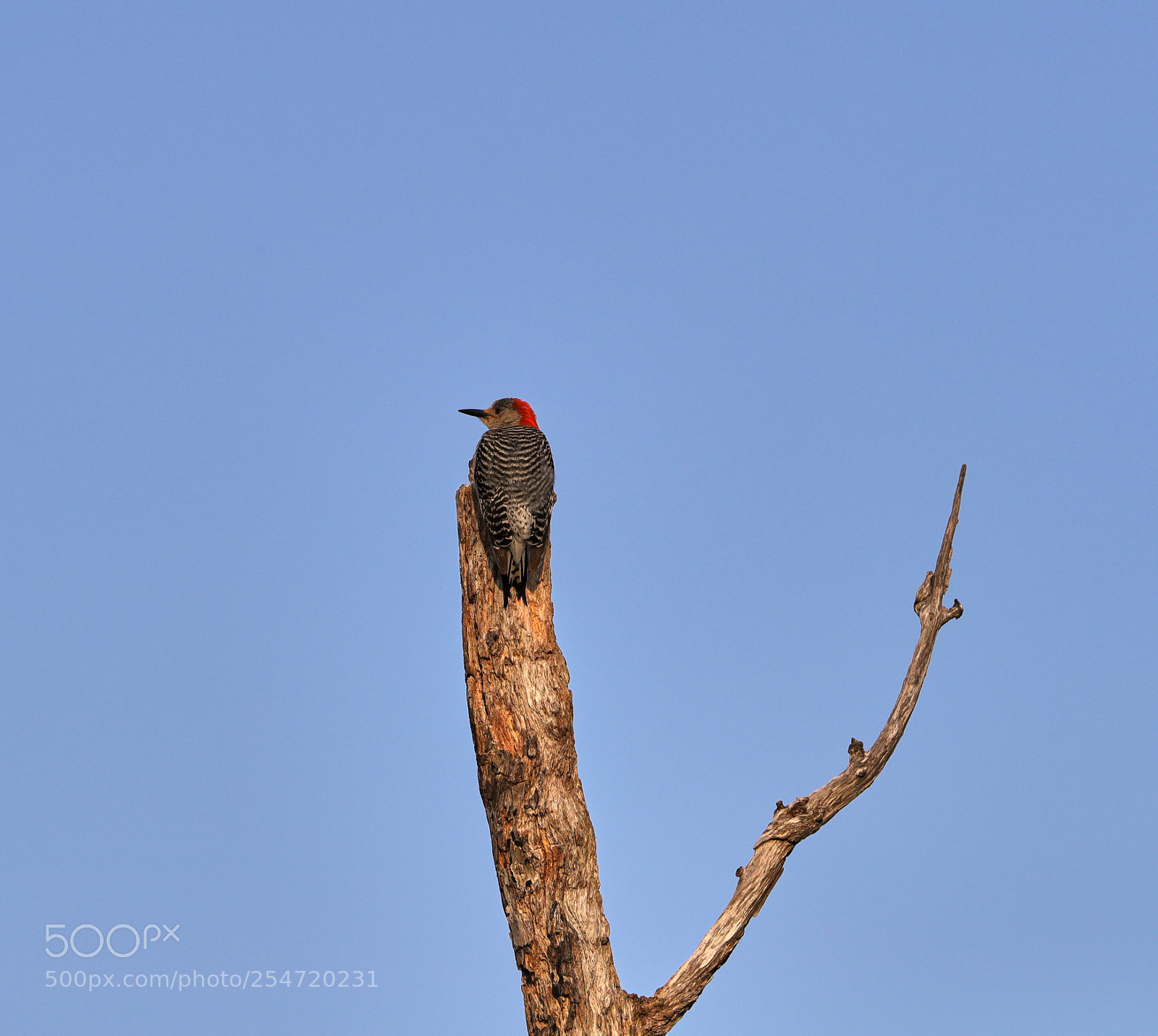 Canon EOS-1D X Mark II sample photo. 04-22-18-0014178.jpg photography